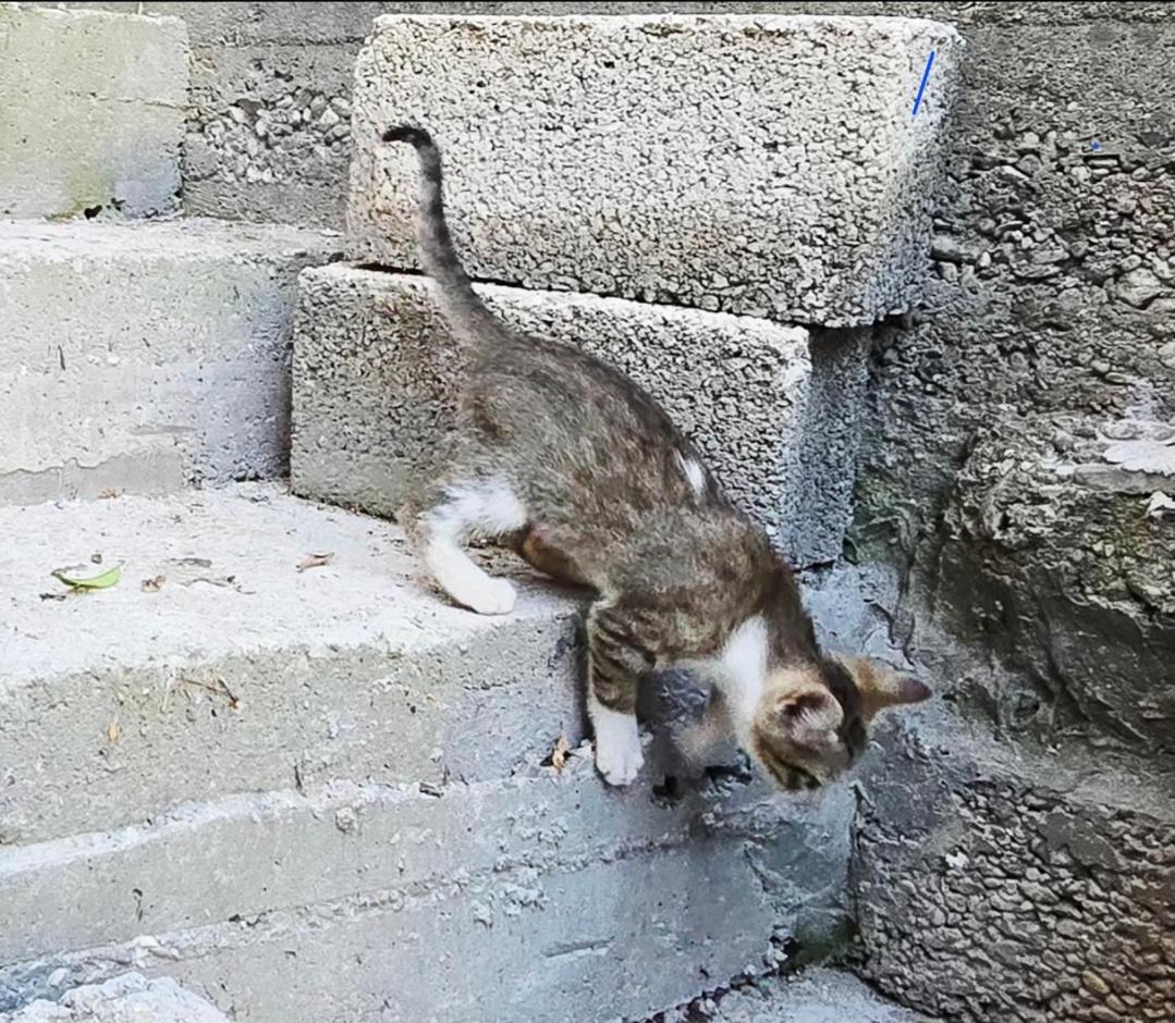 Gasthuis Mecani Gjirokastër